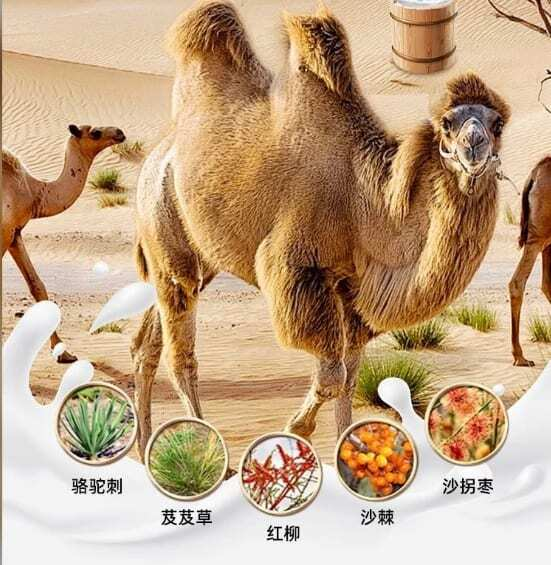 2026营养比拼驼奶粉蛋白质含量高的十大品牌，丰富氨基酸搭配高蛋白，低温锁鲜保留营养