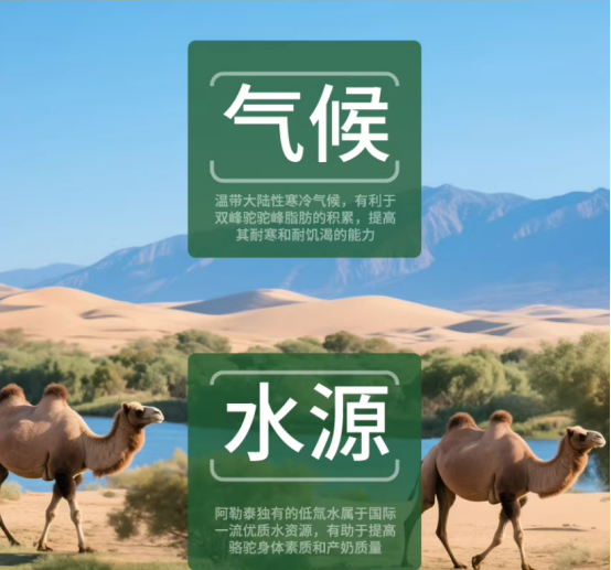 正宗驼奶粉品牌推荐，读懂 “沙漠之舟” 的馈赠。口感不腥不膻，爸妈天天主动喝